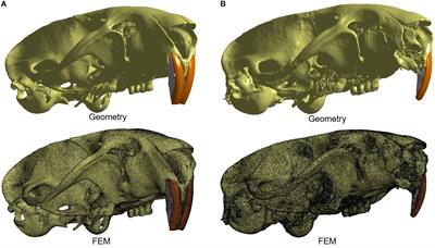 β-catenin and Its Relation to Alveolar Bone Mechanical Deformation – A Study Conducted in Rats With Tooth Extraction